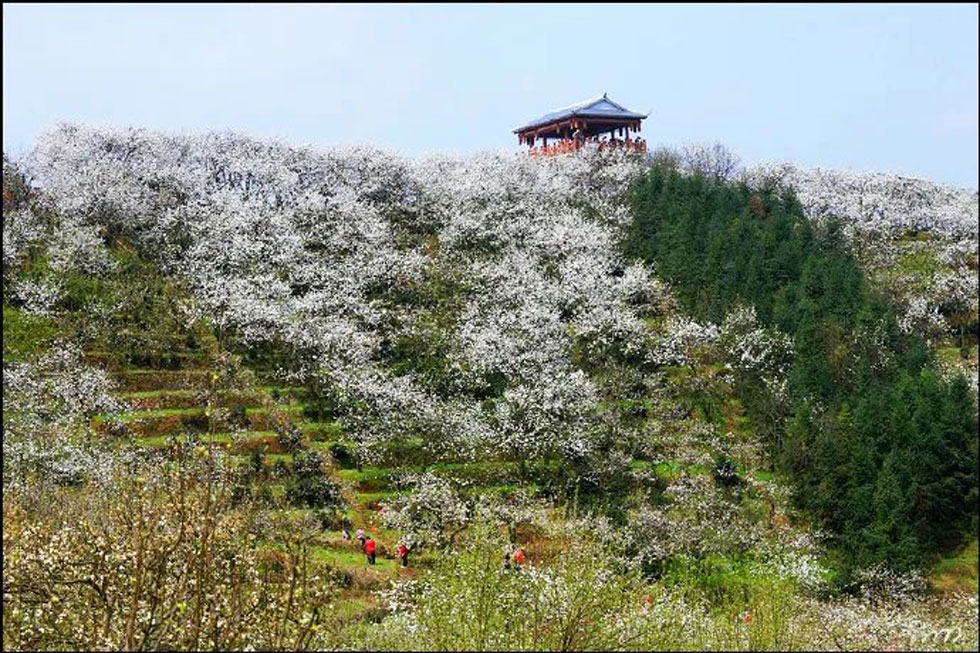 【春天，广西桂林灌阳县向您发出邀请！】我们在灌阳看梨花 - 游山玩水 - 徐州生活社区 - 徐州28生活网 xz.28life.net