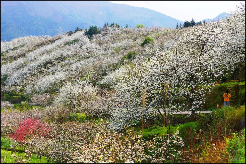 【春天，广西桂林灌阳县向您发出邀请！】我们在灌阳看梨花 - 游山玩水 - 徐州生活社区 - 徐州28生活网 xz.28life.net