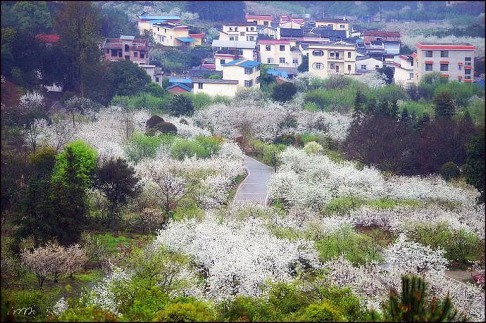 【春天，广西桂林灌阳县向您发出邀请！】我们在灌阳看梨花 - 游山玩水 - 徐州生活社区 - 徐州28生活网 xz.28life.net