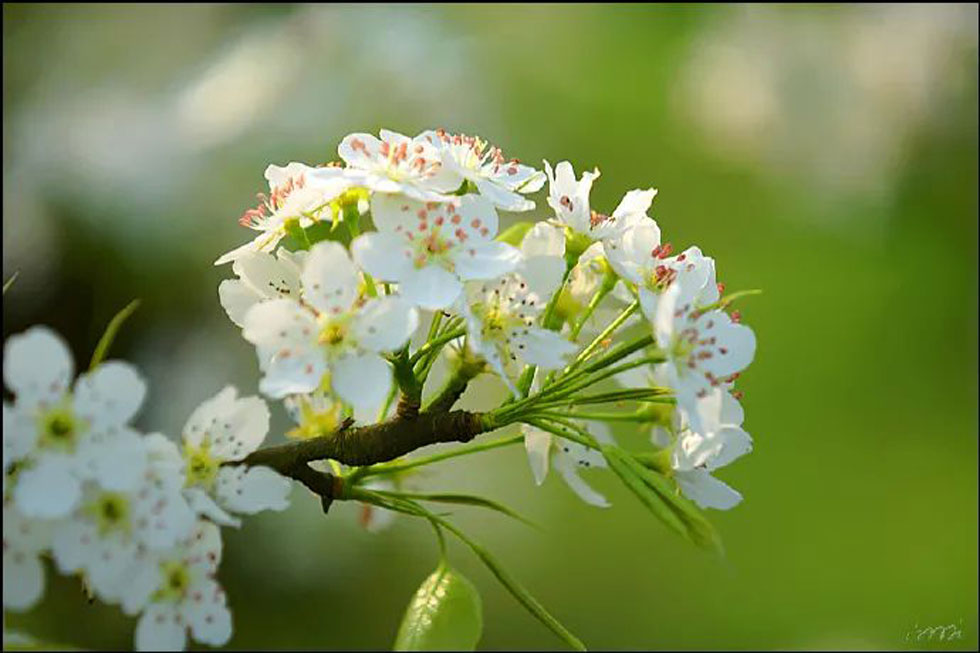 【春天，广西桂林灌阳县向您发出邀请！】我们在灌阳看梨花 - 游山玩水 - 徐州生活社区 - 徐州28生活网 xz.28life.net