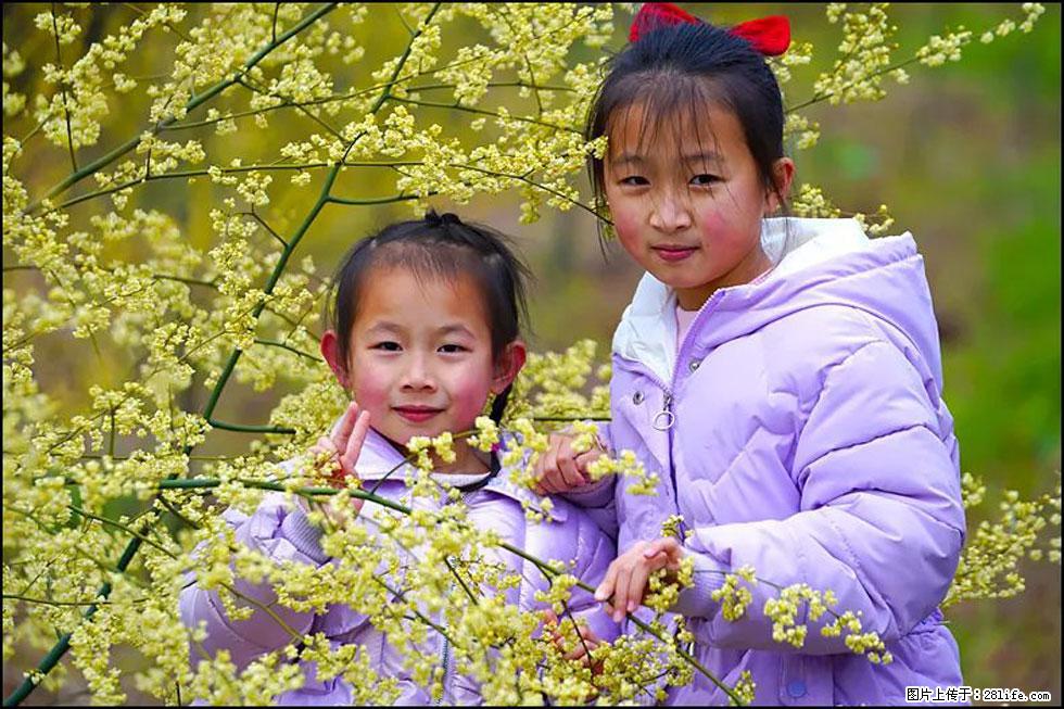 【春天，广西桂林灌阳县向您发出邀请！】米珠山前有片山苍子花在飘香 - 游山玩水 - 徐州生活社区 - 徐州28生活网 xz.28life.net