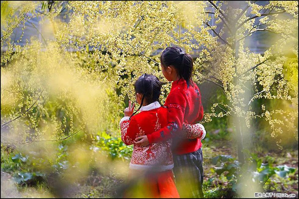 【春天，广西桂林灌阳县向您发出邀请！】米珠山前有片山苍子花在飘香 - 游山玩水 - 徐州生活社区 - 徐州28生活网 xz.28life.net