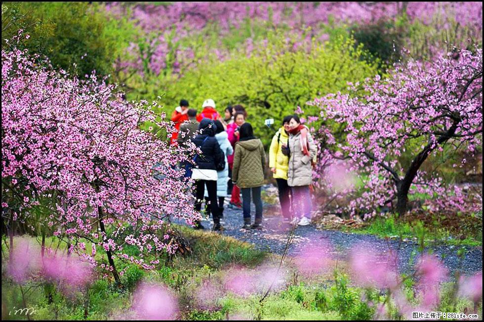 【春天，广西桂林灌阳县向您发出邀请！】官庄村有个醉美的桃花园 - 游山玩水 - 徐州生活社区 - 徐州28生活网 xz.28life.net