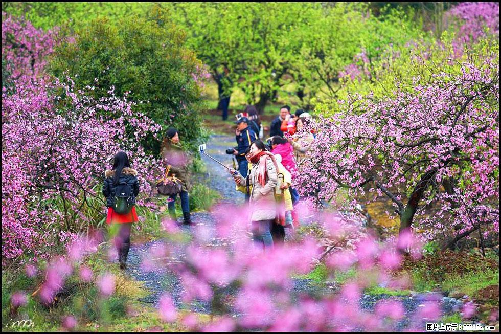 【春天，广西桂林灌阳县向您发出邀请！】官庄村有个醉美的桃花园 - 游山玩水 - 徐州生活社区 - 徐州28生活网 xz.28life.net
