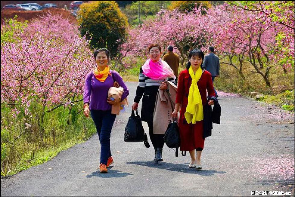 【春天，广西桂林灌阳县向您发出邀请！】官庄村有个醉美的桃花园 - 游山玩水 - 徐州生活社区 - 徐州28生活网 xz.28life.net