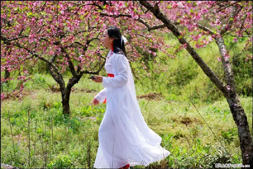 【春天，广西桂林灌阳县向您发出邀请！】官庄村有个醉美的桃花园 - 游山玩水 - 徐州生活社区 - 徐州28生活网 xz.28life.net