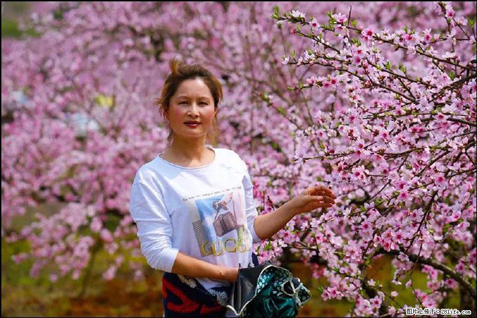 【春天，广西桂林灌阳县向您发出邀请！】官庄村有个醉美的桃花园 - 游山玩水 - 徐州生活社区 - 徐州28生活网 xz.28life.net