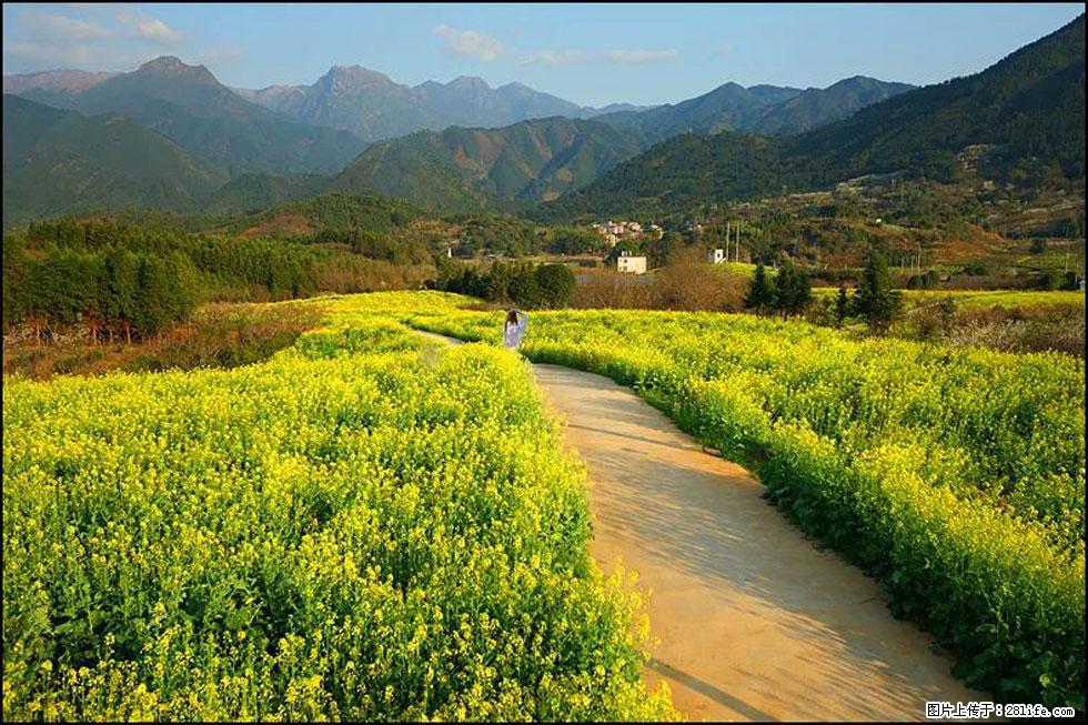 【春天，广西桂林灌阳县向您发出邀请！】长坪村油菜盛情花开 - 游山玩水 - 徐州生活社区 - 徐州28生活网 xz.28life.net