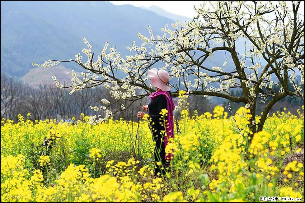【春天，广西桂林灌阳县向您发出邀请！】长坪村油菜盛情花开 - 游山玩水 - 徐州生活社区 - 徐州28生活网 xz.28life.net