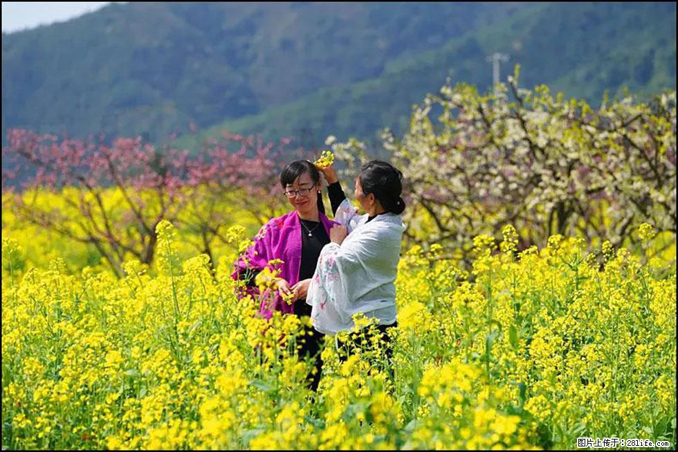 【春天，广西桂林灌阳县向您发出邀请！】长坪村油菜盛情花开 - 游山玩水 - 徐州生活社区 - 徐州28生活网 xz.28life.net