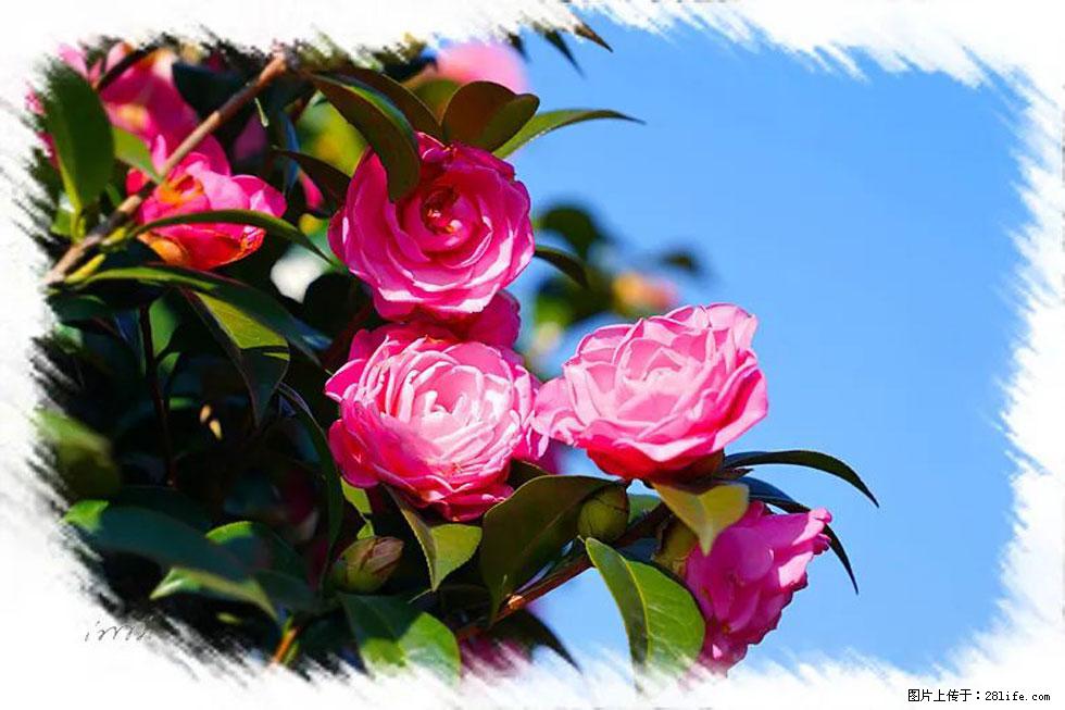 【春天，广西桂林灌阳县向您发出邀请！】杨柳井茶花惹人爱 - 游山玩水 - 徐州生活社区 - 徐州28生活网 xz.28life.net