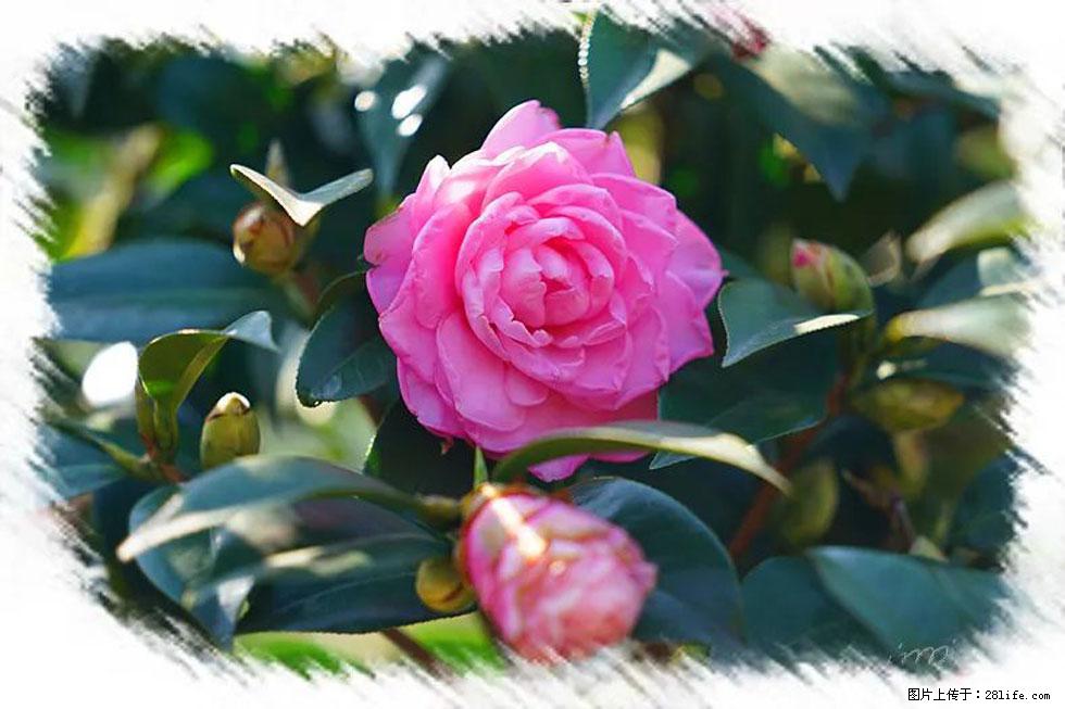 【春天，广西桂林灌阳县向您发出邀请！】杨柳井茶花惹人爱 - 游山玩水 - 徐州生活社区 - 徐州28生活网 xz.28life.net