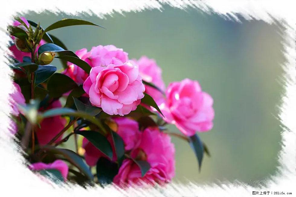【春天，广西桂林灌阳县向您发出邀请！】杨柳井茶花惹人爱 - 游山玩水 - 徐州生活社区 - 徐州28生活网 xz.28life.net