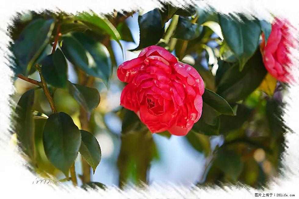 【春天，广西桂林灌阳县向您发出邀请！】杨柳井茶花惹人爱 - 游山玩水 - 徐州生活社区 - 徐州28生活网 xz.28life.net