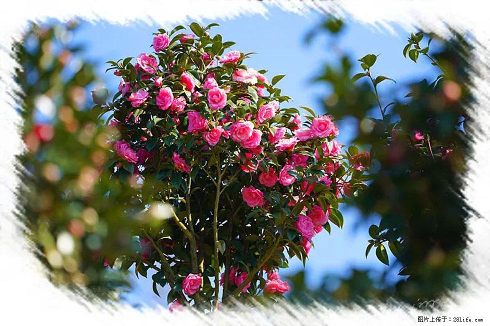 【春天，广西桂林灌阳县向您发出邀请！】杨柳井茶花惹人爱 - 游山玩水 - 徐州生活社区 - 徐州28生活网 xz.28life.net