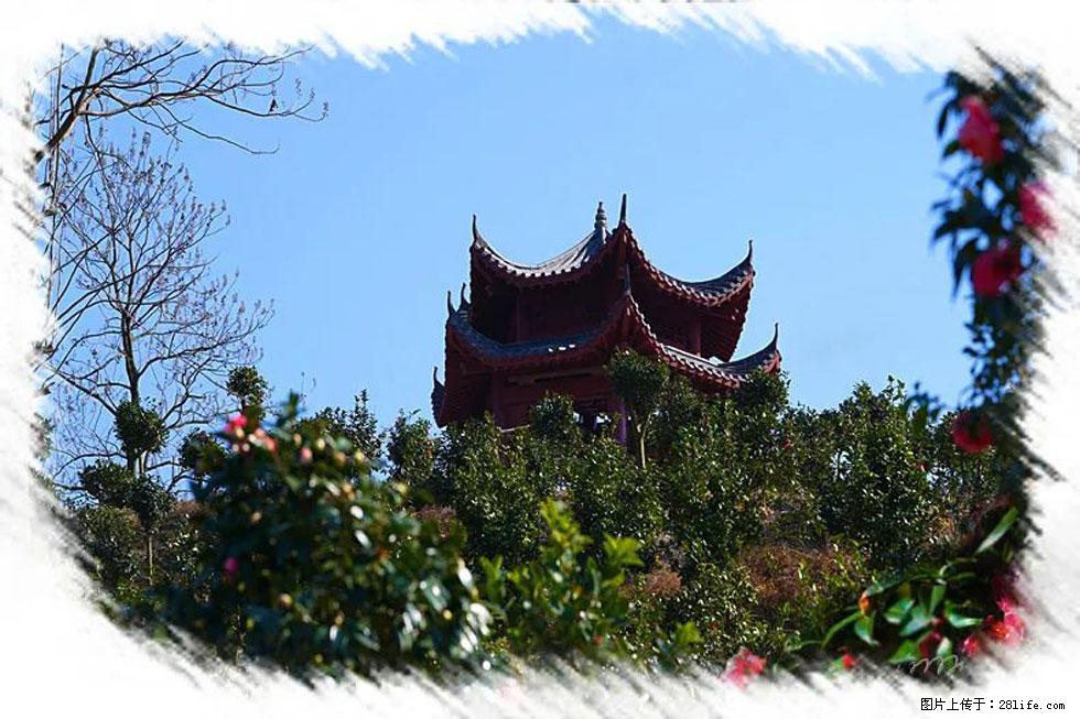 【春天，广西桂林灌阳县向您发出邀请！】杨柳井茶花惹人爱 - 游山玩水 - 徐州生活社区 - 徐州28生活网 xz.28life.net