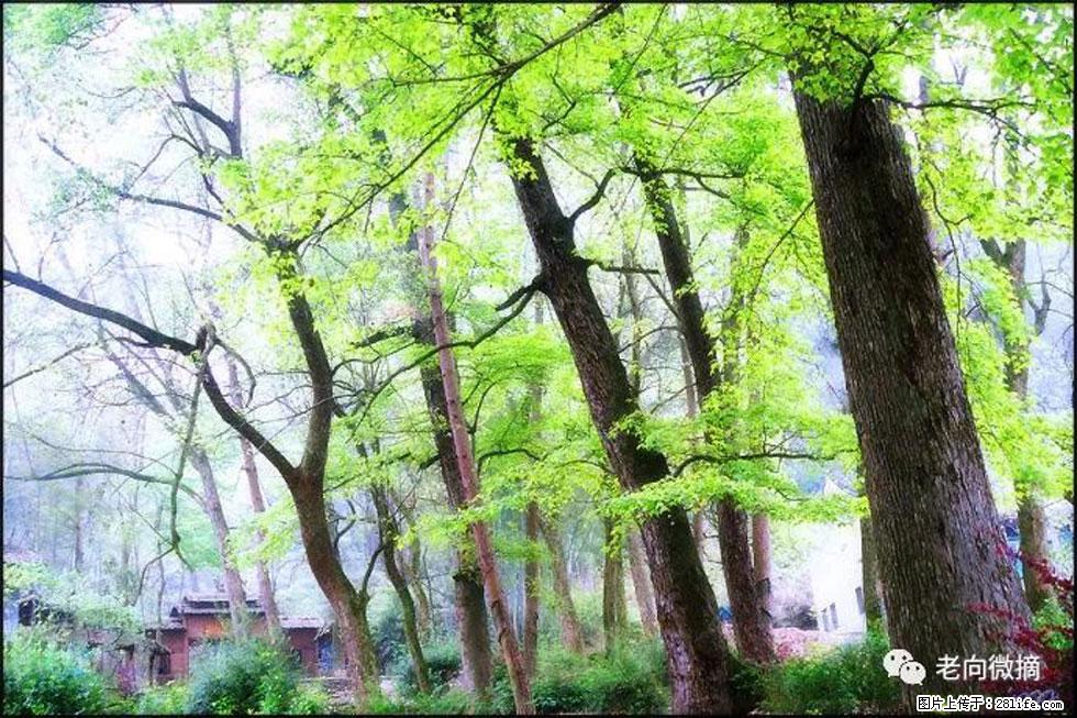【春天，广西桂林灌阳县向您发出邀请！】在小龙村与春天约会 - 游山玩水 - 徐州生活社区 - 徐州28生活网 xz.28life.net
