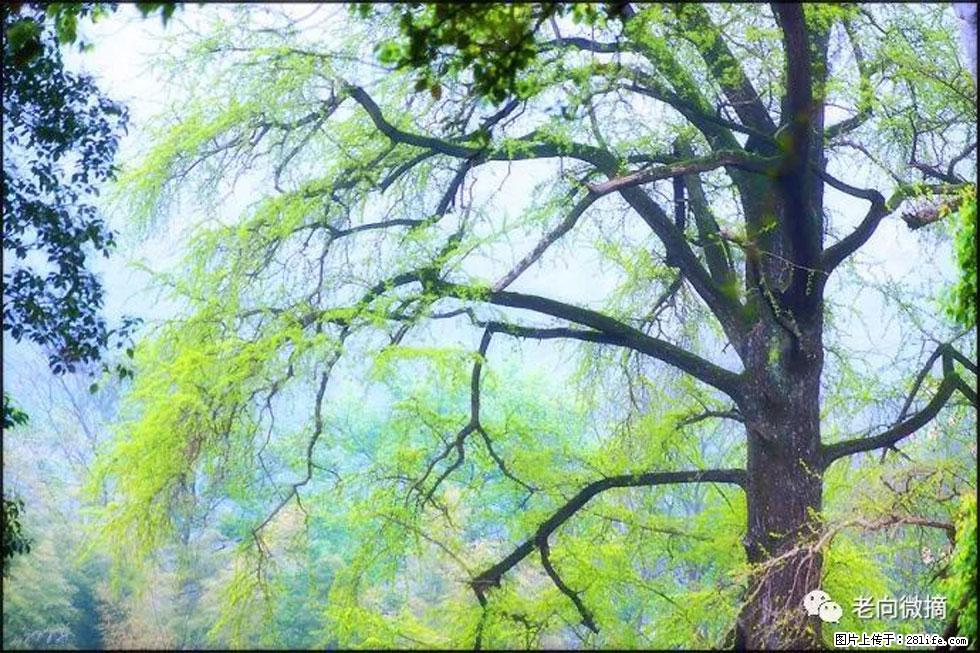 【春天，广西桂林灌阳县向您发出邀请！】在小龙村与春天约会 - 游山玩水 - 徐州生活社区 - 徐州28生活网 xz.28life.net