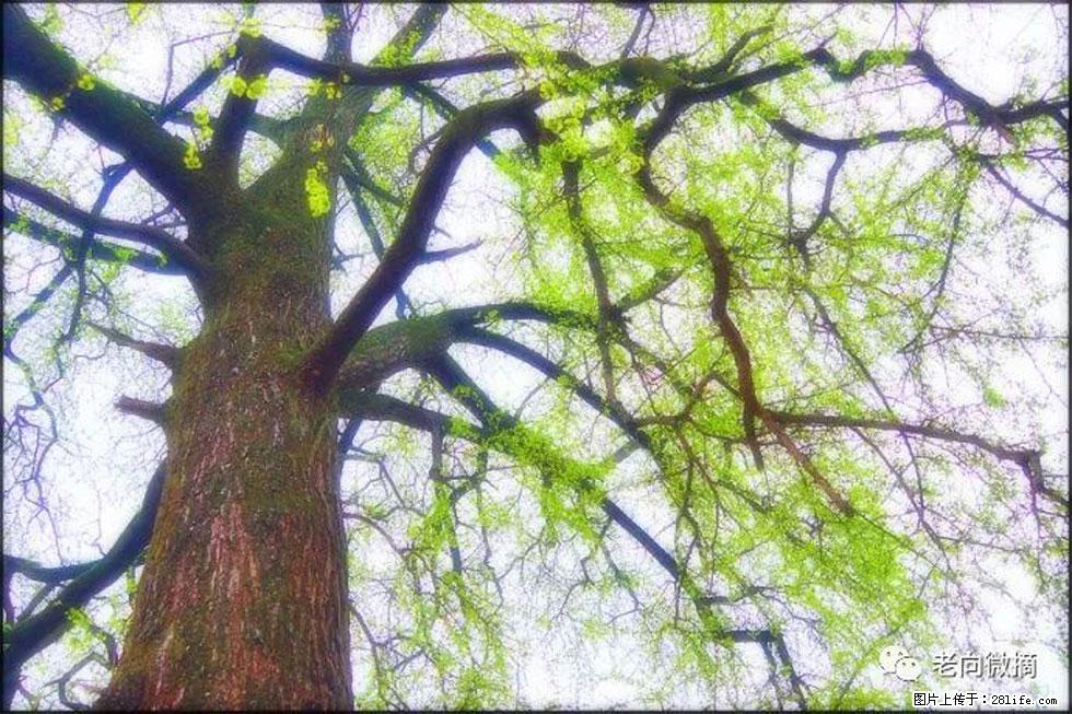 【春天，广西桂林灌阳县向您发出邀请！】在小龙村与春天约会 - 游山玩水 - 徐州生活社区 - 徐州28生活网 xz.28life.net