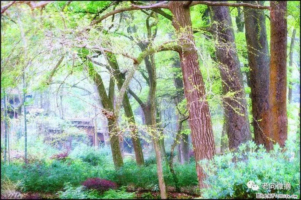 【春天，广西桂林灌阳县向您发出邀请！】在小龙村与春天约会 - 游山玩水 - 徐州生活社区 - 徐州28生活网 xz.28life.net