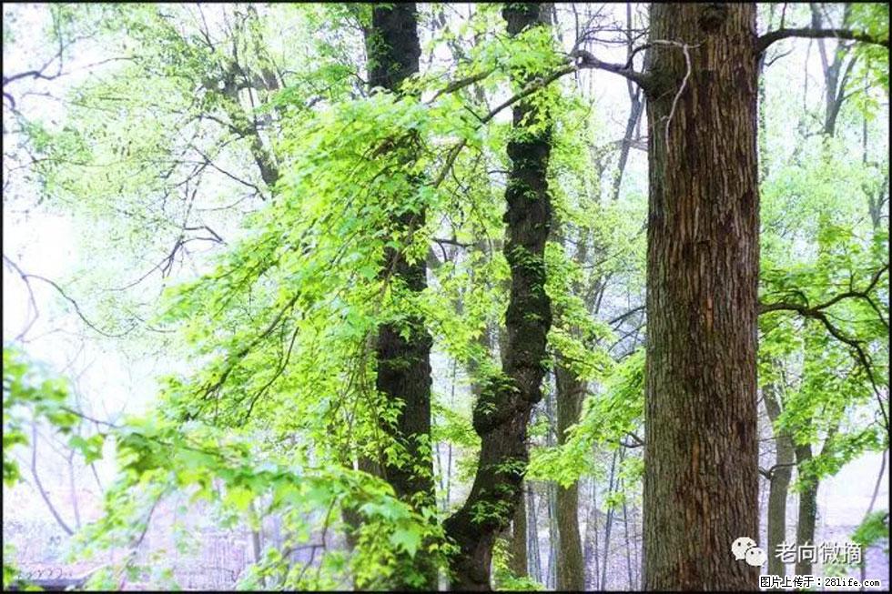 【春天，广西桂林灌阳县向您发出邀请！】在小龙村与春天约会 - 游山玩水 - 徐州生活社区 - 徐州28生活网 xz.28life.net