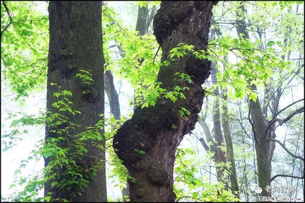 【春天，广西桂林灌阳县向您发出邀请！】在小龙村与春天约会 - 游山玩水 - 徐州生活社区 - 徐州28生活网 xz.28life.net