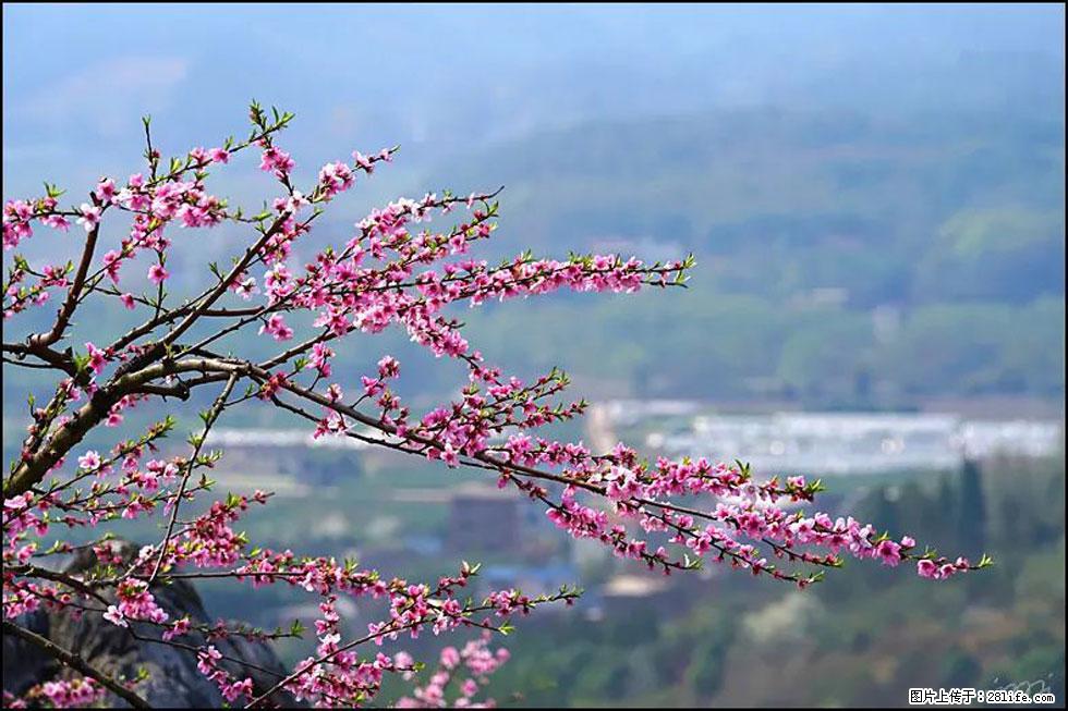 【春天，广西桂林灌阳县向您发出邀请！】望月岭上桃花开 - 游山玩水 - 徐州生活社区 - 徐州28生活网 xz.28life.net