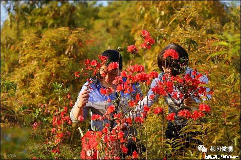 【春天，广西桂林灌阳县向您发出邀请！】登麒麟山，相约映山红 - 游山玩水 - 徐州生活社区 - 徐州28生活网 xz.28life.net
