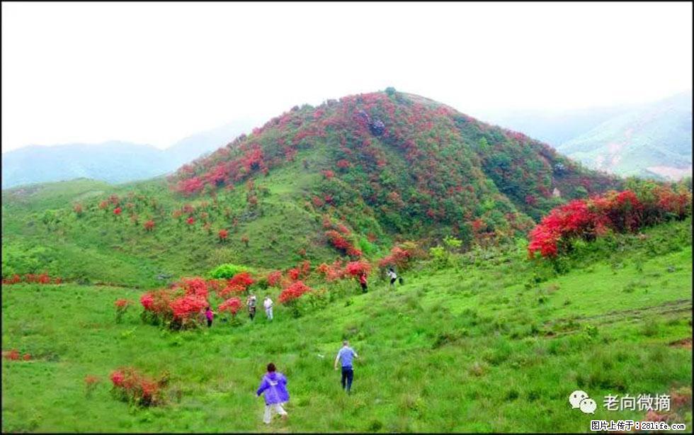 【春天,广西桂林灌阳县向您发出邀请!】宝盖山上映山红 - 游山玩水 - 徐州生活社区 - 徐州28生活网 xz.28life.net
