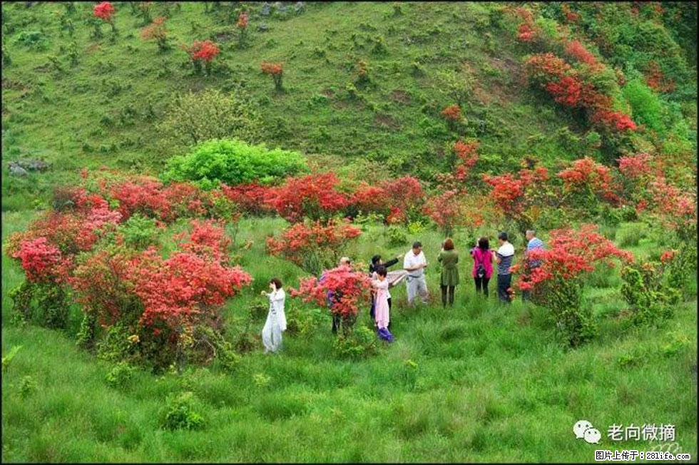 【春天,广西桂林灌阳县向您发出邀请!】宝盖山上映山红 - 游山玩水 - 徐州生活社区 - 徐州28生活网 xz.28life.net