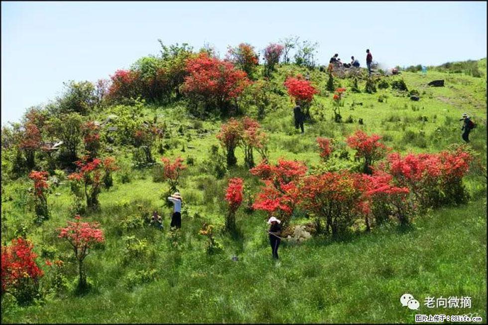 【春天,广西桂林灌阳县向您发出邀请!】宝盖山上映山红 - 游山玩水 - 徐州生活社区 - 徐州28生活网 xz.28life.net