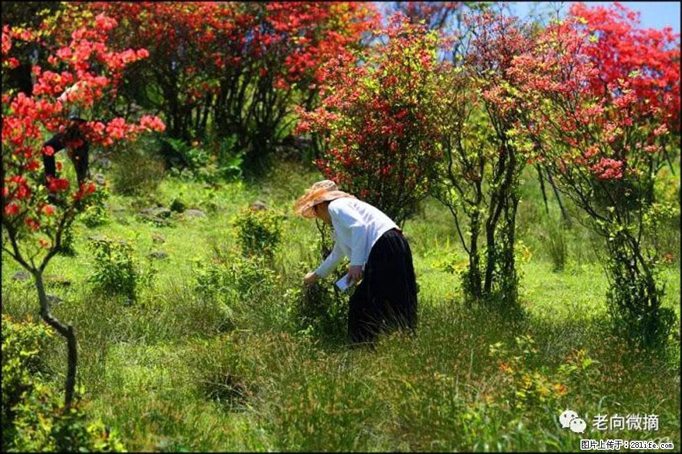 【春天,广西桂林灌阳县向您发出邀请!】宝盖山上映山红 - 游山玩水 - 徐州生活社区 - 徐州28生活网 xz.28life.net