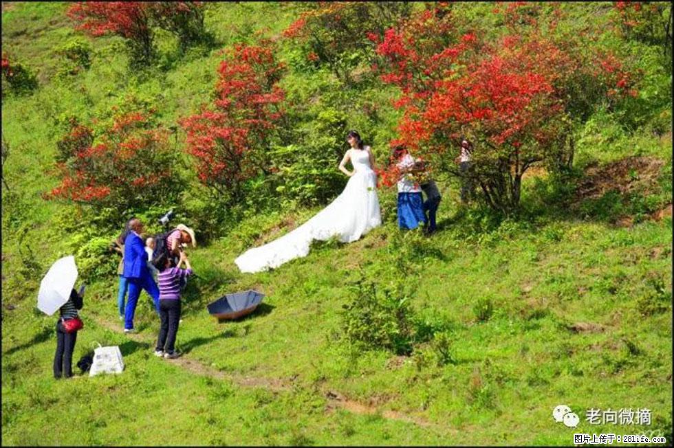 【春天,广西桂林灌阳县向您发出邀请!】宝盖山上映山红 - 游山玩水 - 徐州生活社区 - 徐州28生活网 xz.28life.net