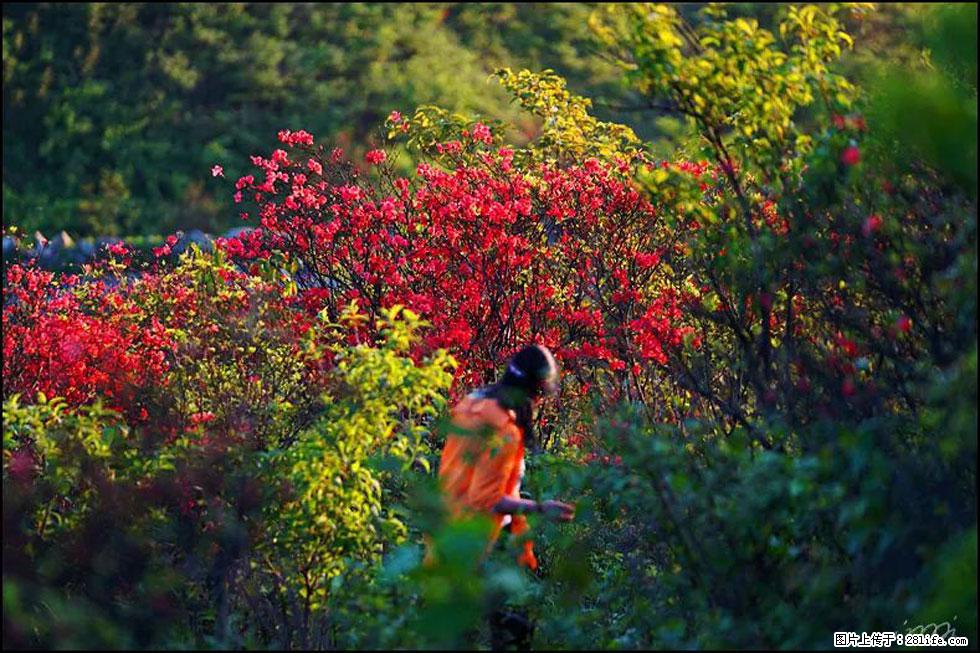 【春天，广西桂林灌阳县向您发出邀请！】春木界上映山红 - 游山玩水 - 徐州生活社区 - 徐州28生活网 xz.28life.net
