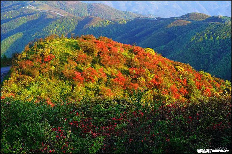 【春天，广西桂林灌阳县向您发出邀请！】春木界上映山红 - 游山玩水 - 徐州生活社区 - 徐州28生活网 xz.28life.net