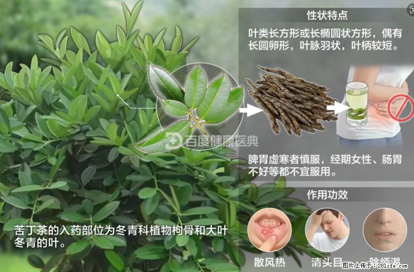 苦丁茶有哪些功效和作用 - 生活百科 - 徐州生活社区 - 徐州28生活网 xz.28life.net