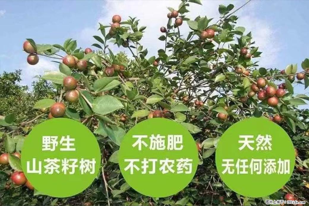 【灌阳县油茶产业示范区】一个有着充实的精神生活的人，对待身外之物自会有一种淡泊的态度 - 土特产 - 饮食特产 - 徐州分类信息 - 徐州28生活网 xz.28life.net