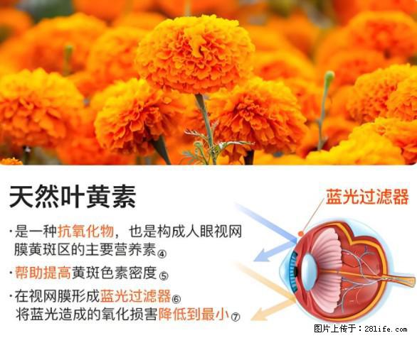 叶黄素有什么功效和作用 - 生活百科 - 徐州生活社区 - 徐州28生活网 xz.28life.net