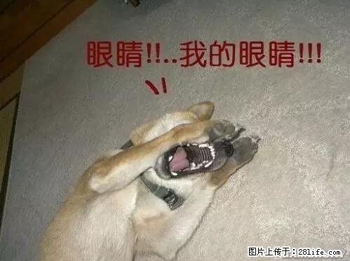 笑癫了！一女的怀孕三年未生，他终于忍不住了... - 娱乐八卦 - 徐州生活社区 - 徐州28生活网 xz.28life.net