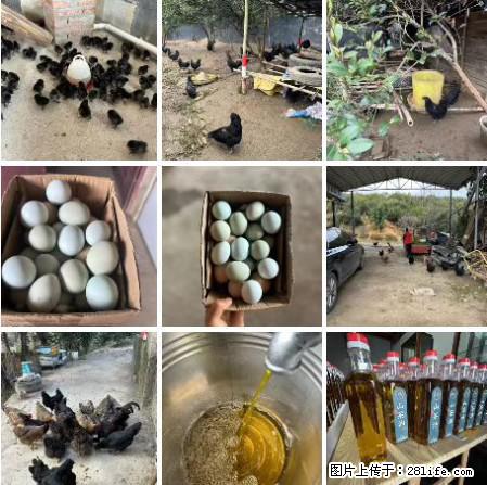 油茶园从小鸡仔开始养起的纯土鸡、土鸡蛋可以预定啦！还有前几天刚榨的纯山茶油哦 - 土特产 - 饮食特产 - 徐州分类信息 - 徐州28生活网 xz.28life.net