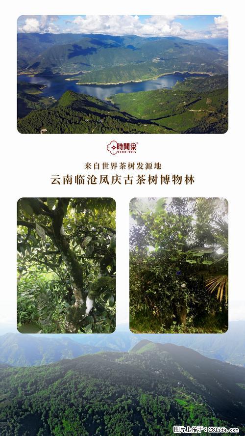 时间果百年古树2025年春红茶 - 购物交流 - 徐州生活社区 - 徐州28生活网 xz.28life.net
