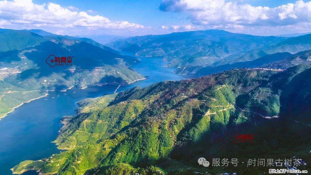 时间果百年古树龙珠普洱生茶 - 购物交流 - 徐州生活社区 - 徐州28生活网 xz.28life.net