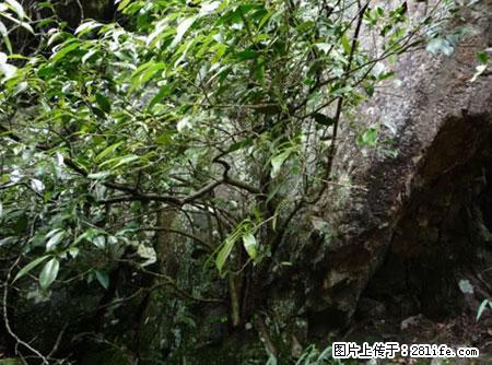 平乐石崖茶，珍贵仅次于金花茶 - 徐州生活资讯 - 徐州28生活网 xz.28life.net