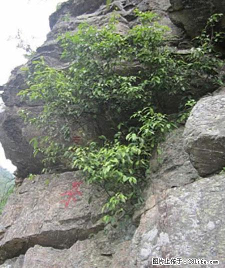 平乐石崖茶，珍贵仅次于金花茶 - 徐州生活资讯 - 徐州28生活网 xz.28life.net