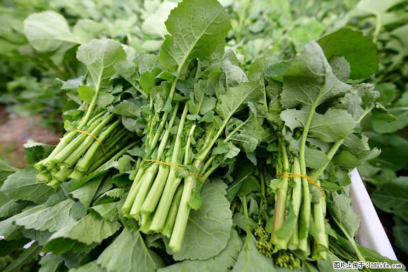 这些蔬菜是“天然钙片”，这6种被医生重点推荐 - 徐州生活资讯 - 徐州28生活网 xz.28life.net